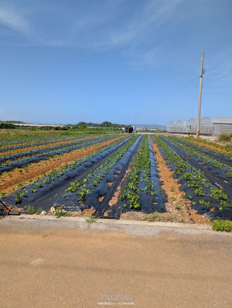 八重瀬町仲座 / 1992m² / 602.58坪 / 903万円の売買土地 | 沖縄の