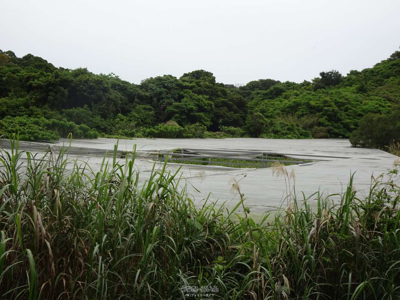 今帰仁村諸志 / 14244m² / 4308.8坪 / 1,723万円の売買土地