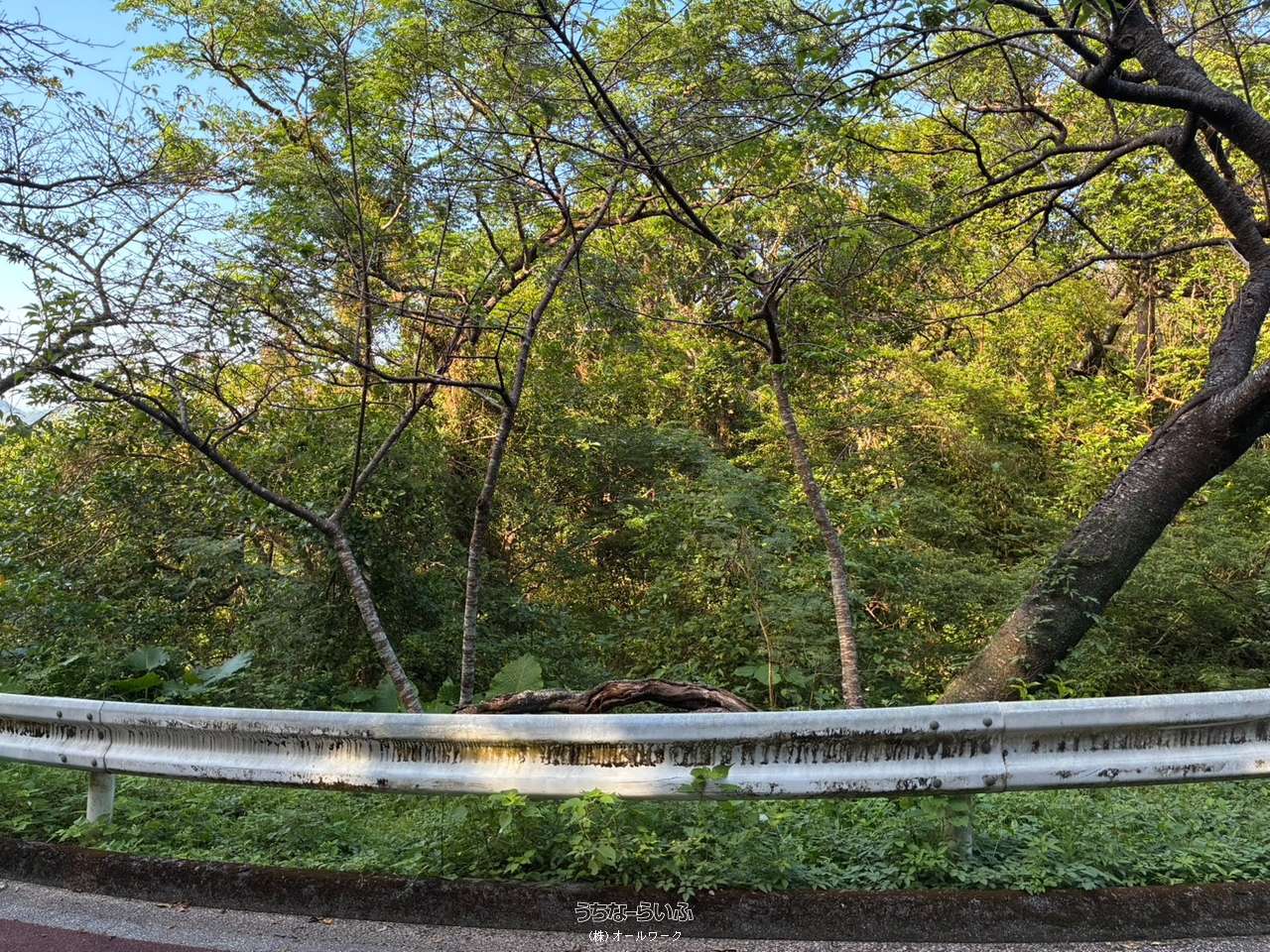 現地写真