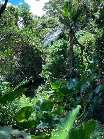 大宜味村田嘉里57