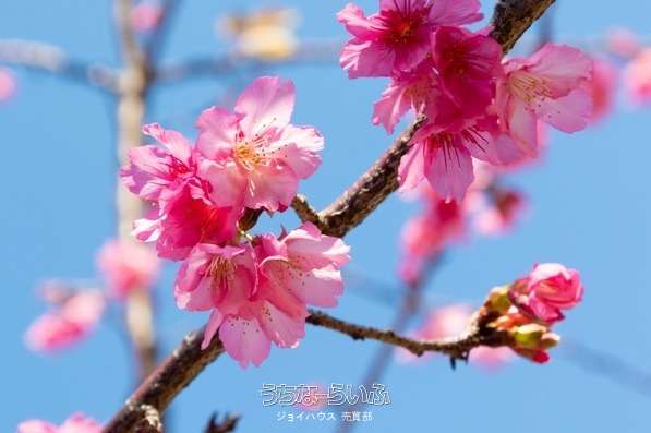 今帰仁村 平敷⑨