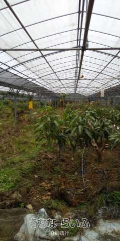 恩納村冨着1300万円