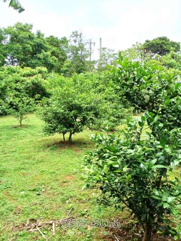 売みかん畑（農地）