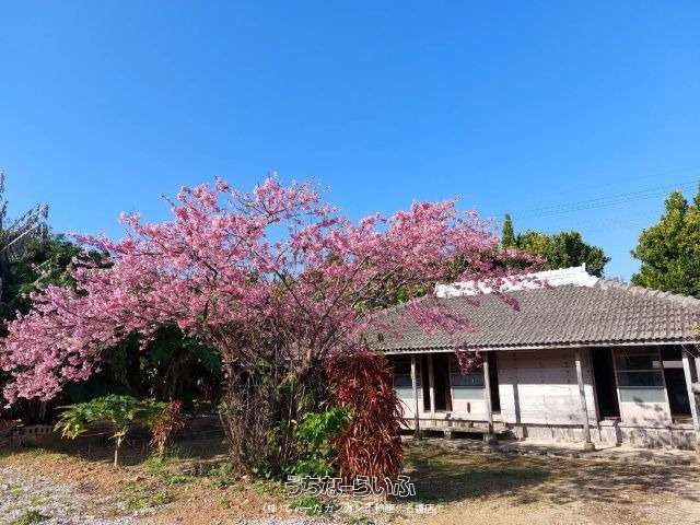 本部町新里古民家【現商事】