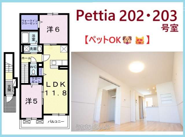 ✨✨Pettia✨✨ 203号