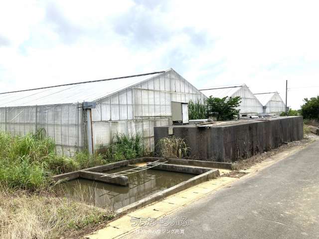 名護市字許田の畑